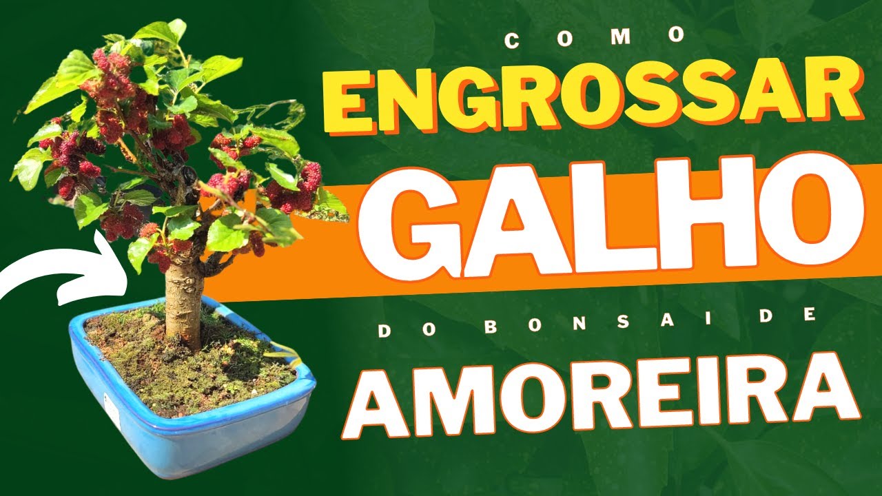 COMO ENGROSSAR TRONCO DA AMOREIRA