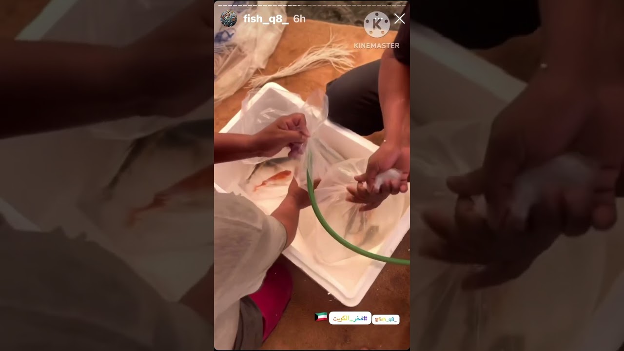 انتاج اسماك الزينه في الوفرة 🇰🇼 الكويت 2024 ماشاءالله اللهم بارك