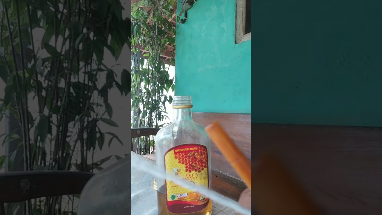 perawatan pipa rokok gading dan geraham gajah dg madu, biar rasa gurih nikmat, tanpa  air panas,,👍🙏🙏
