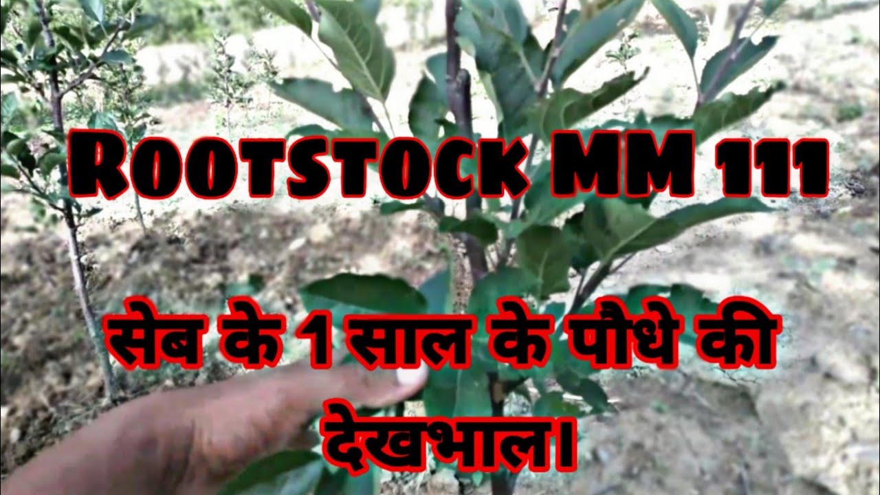 UHDP Apple Rootstock MM 111 plant management, सेब के एक साल के पौधे की देखभाल l