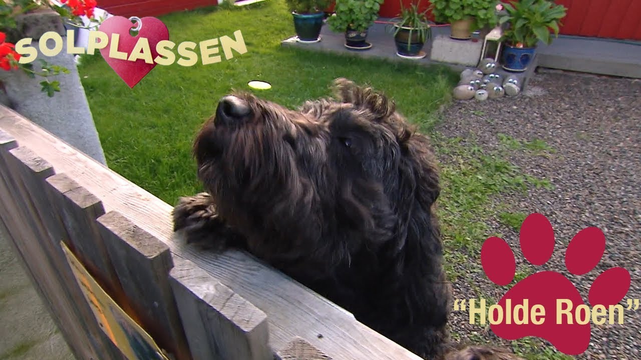 Hundetips: Lær hunden å beholde roen når du får besøk | Solplassen