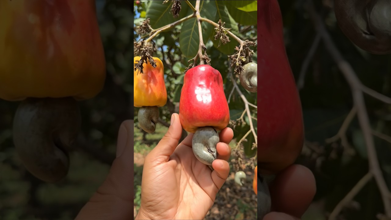cashew fruit farm