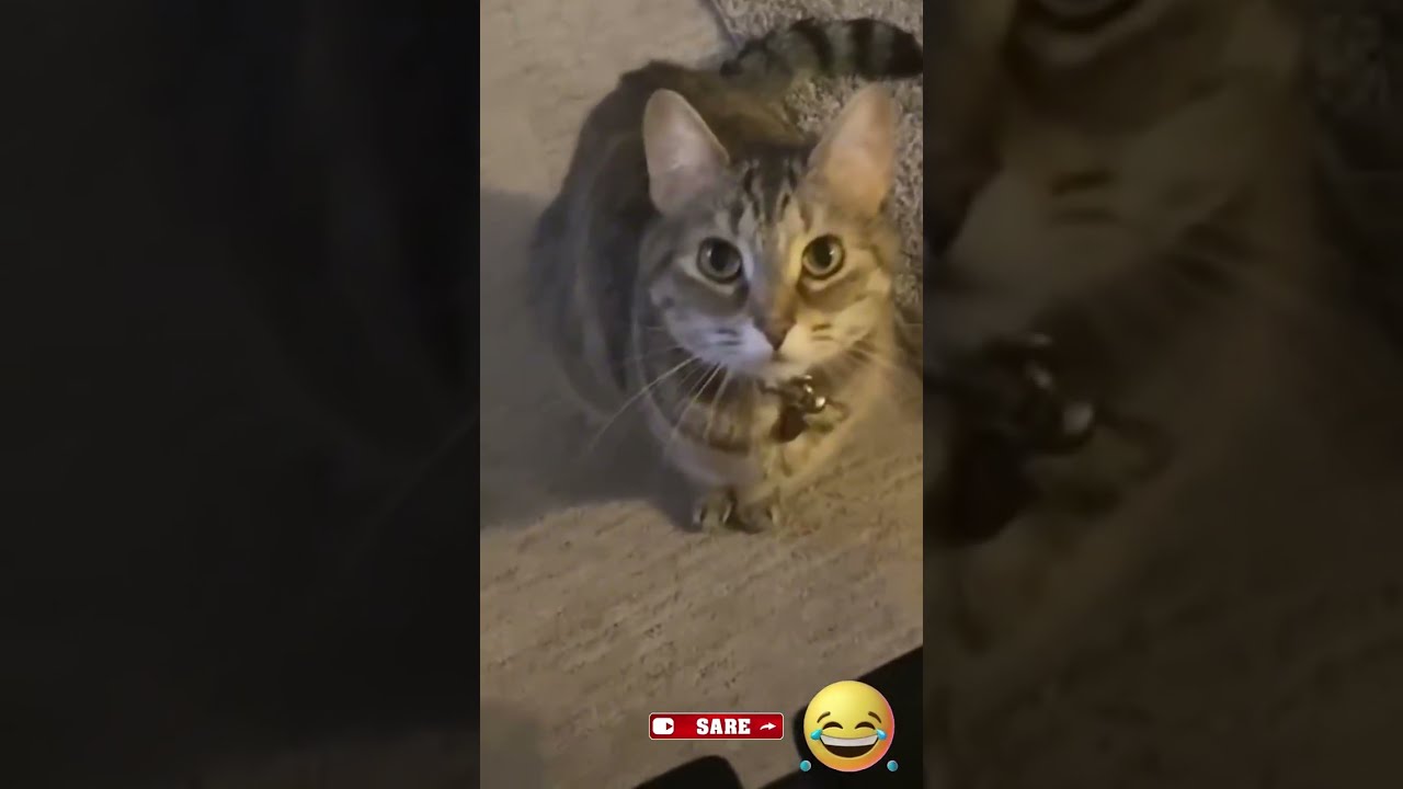 Funny animals. #funny #cat