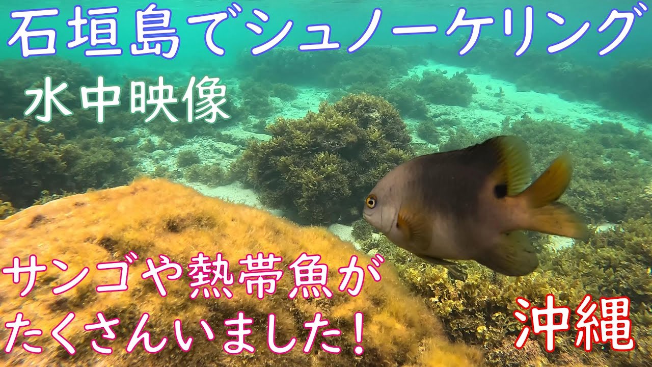 【水中動画】沖縄の石垣島にある米原ビーチでシュノーケリングをしたらサンゴと熱帯魚がたくさんいた！【春の海】