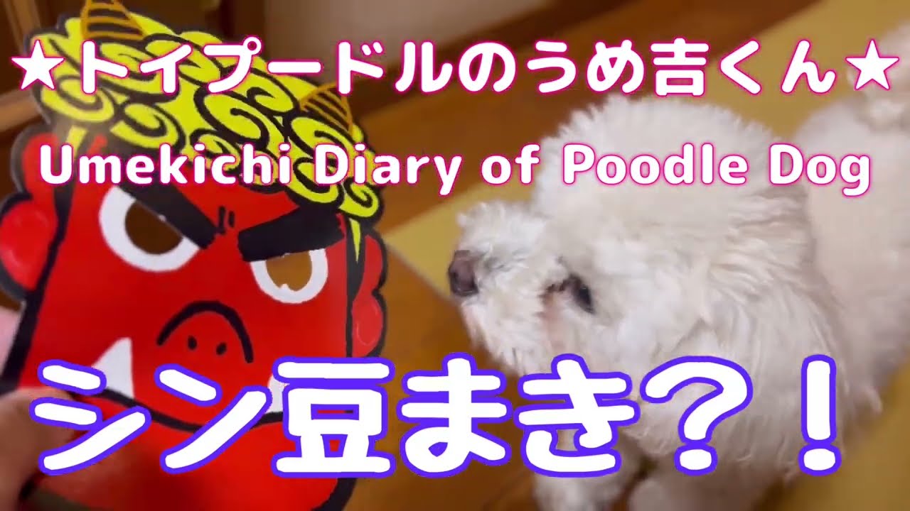 シン豆まき？！ ★トイプードルのうめ吉くん(1929日目)★Umekichi Diary of Poodle Dog