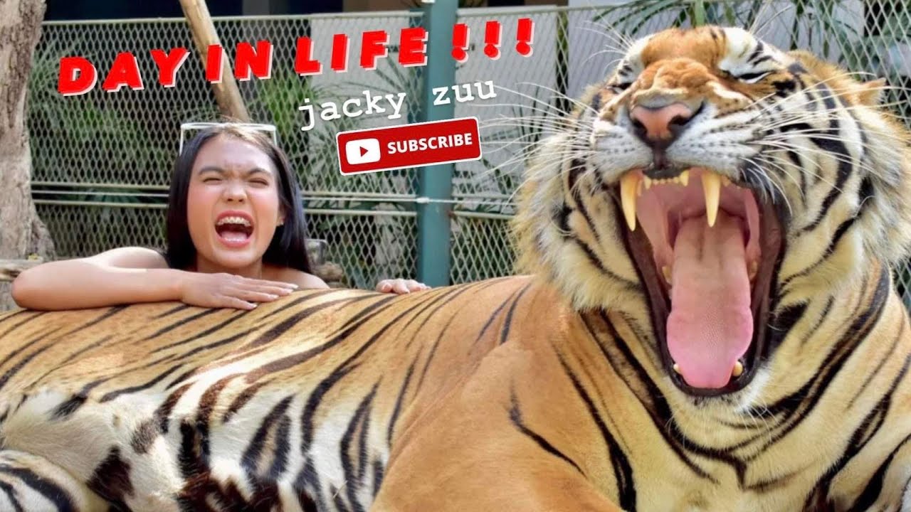 VLOG#6 Day In Life With Tigers 🐯 #tiger #animals #tigerpark #animalslover #pattaya #thailand #vlog