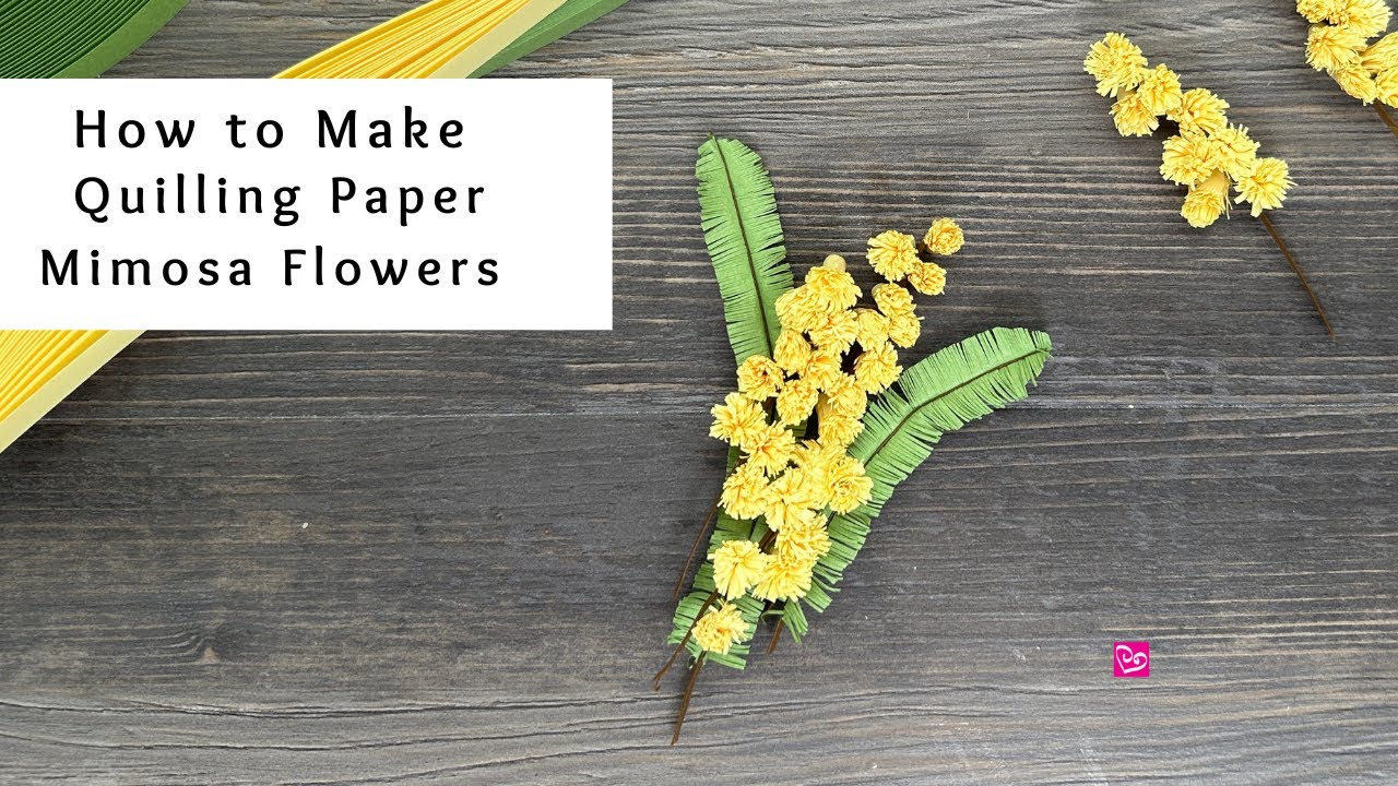 fiori di mimosa