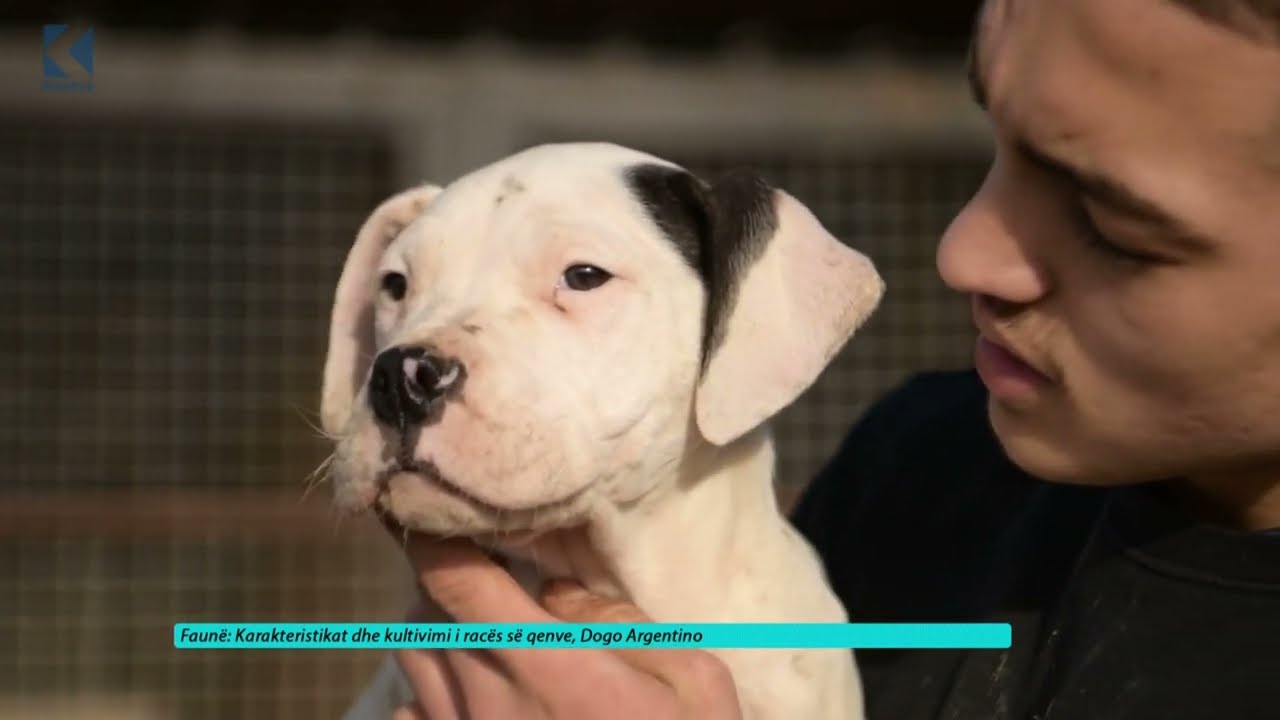 Ora 7 - Karakteristikat dhe kultivimi i racës Dogo Argentino