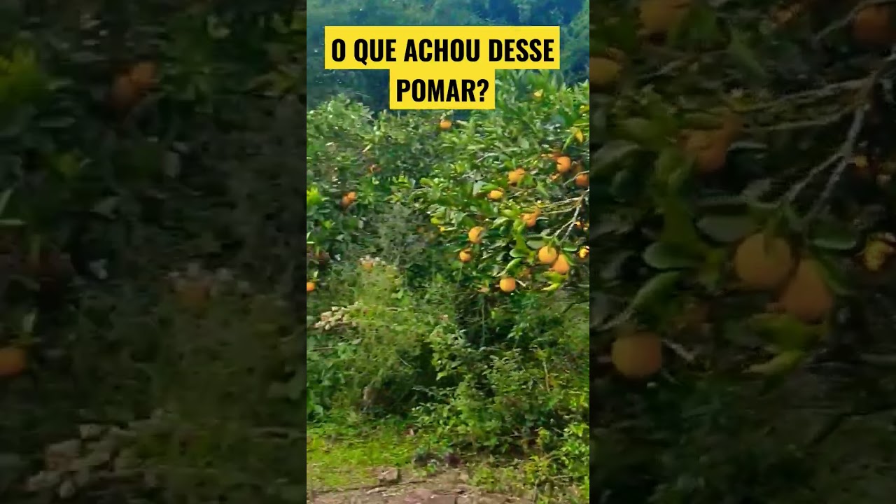 Pomar de citrus #ro&ccedil;a #colono #campo #frutas #laranjas #bergamota #tangerina #laranja #agroecologia