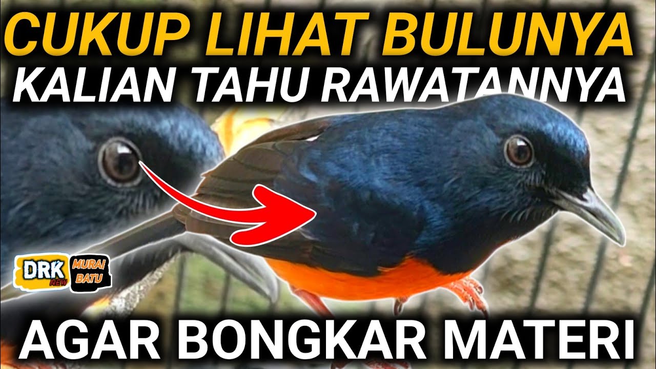 GARA -GARA FULL KARODONG DAN EF MURAI BATU GAK BONGKAR MATERI MURAI BATU HILANG FIGHTER