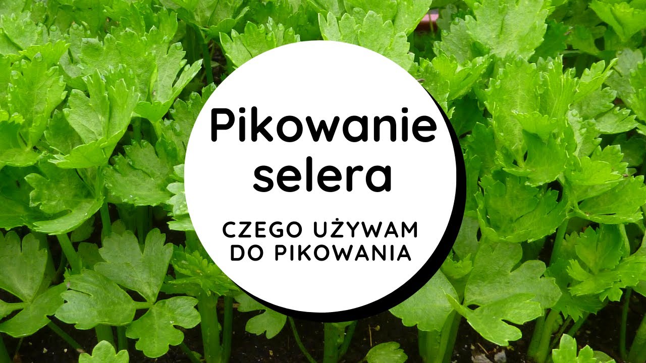 Pikowanie selera🌱 przydatne narzędzia do pikowania/jak pikować rozsady selera korzeniowego/naciowego