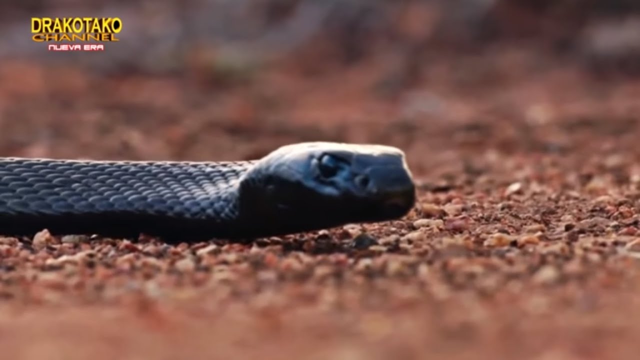 TOP 10 REPTILES MÁS PELIGROSOS DEL MUNDO