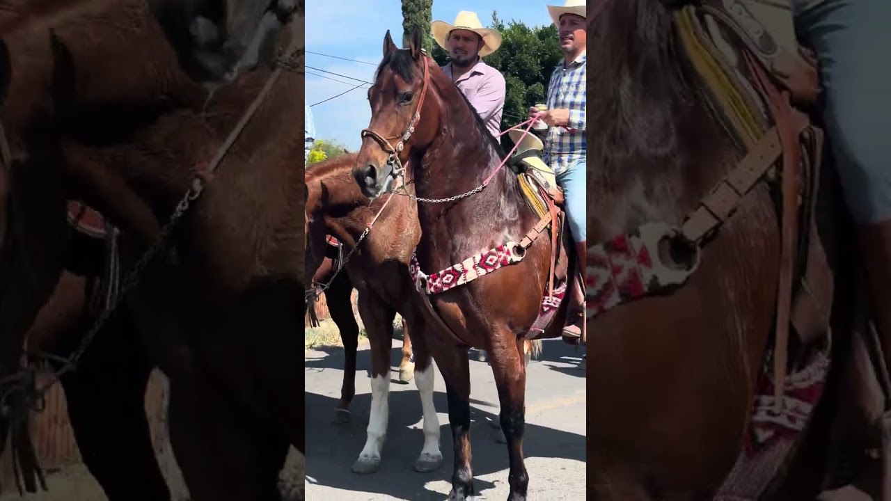 La cabalgata de Maravillas 2/2/2026 fiestas patronales 