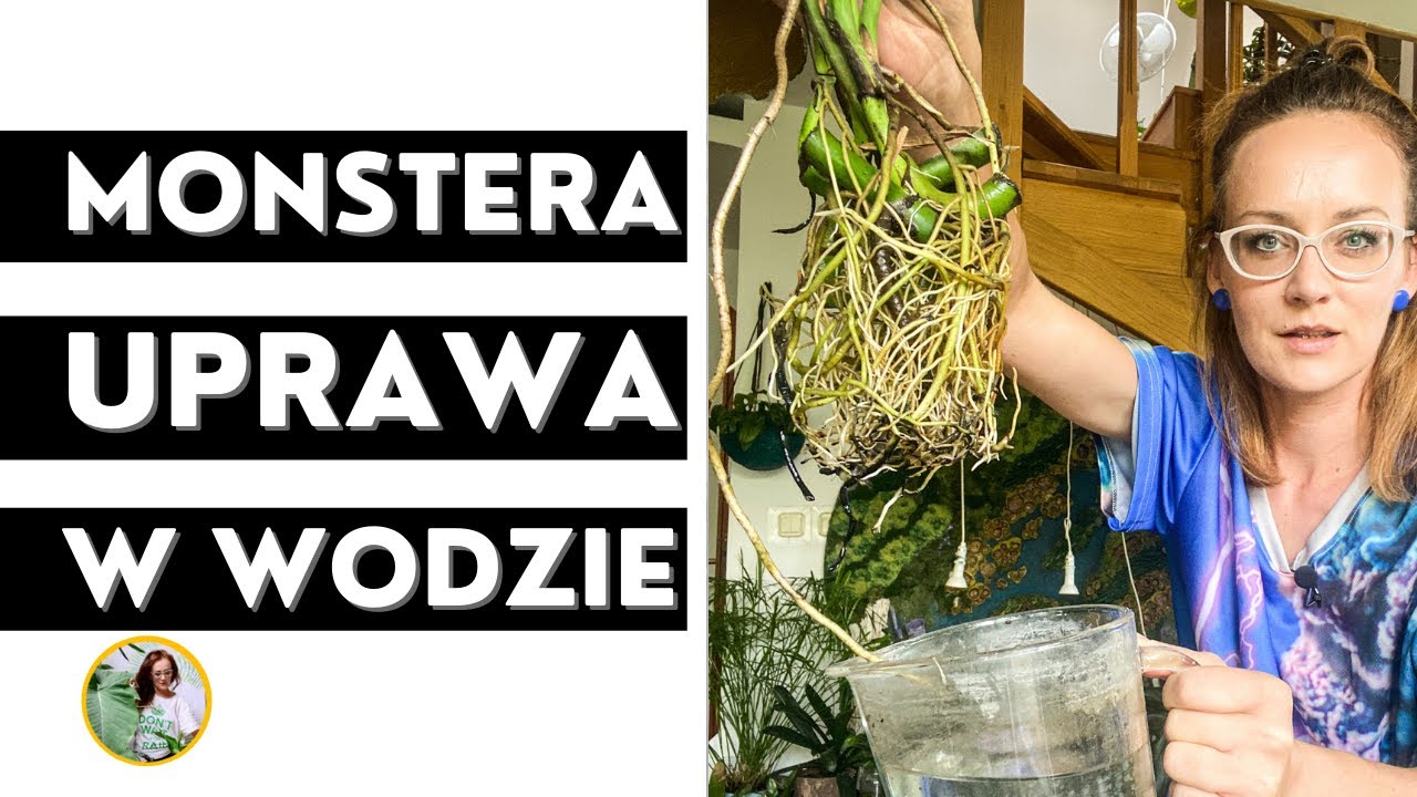 Monstera - jak uprawiać w samej wodzie , bez ziemi, podłoża ?