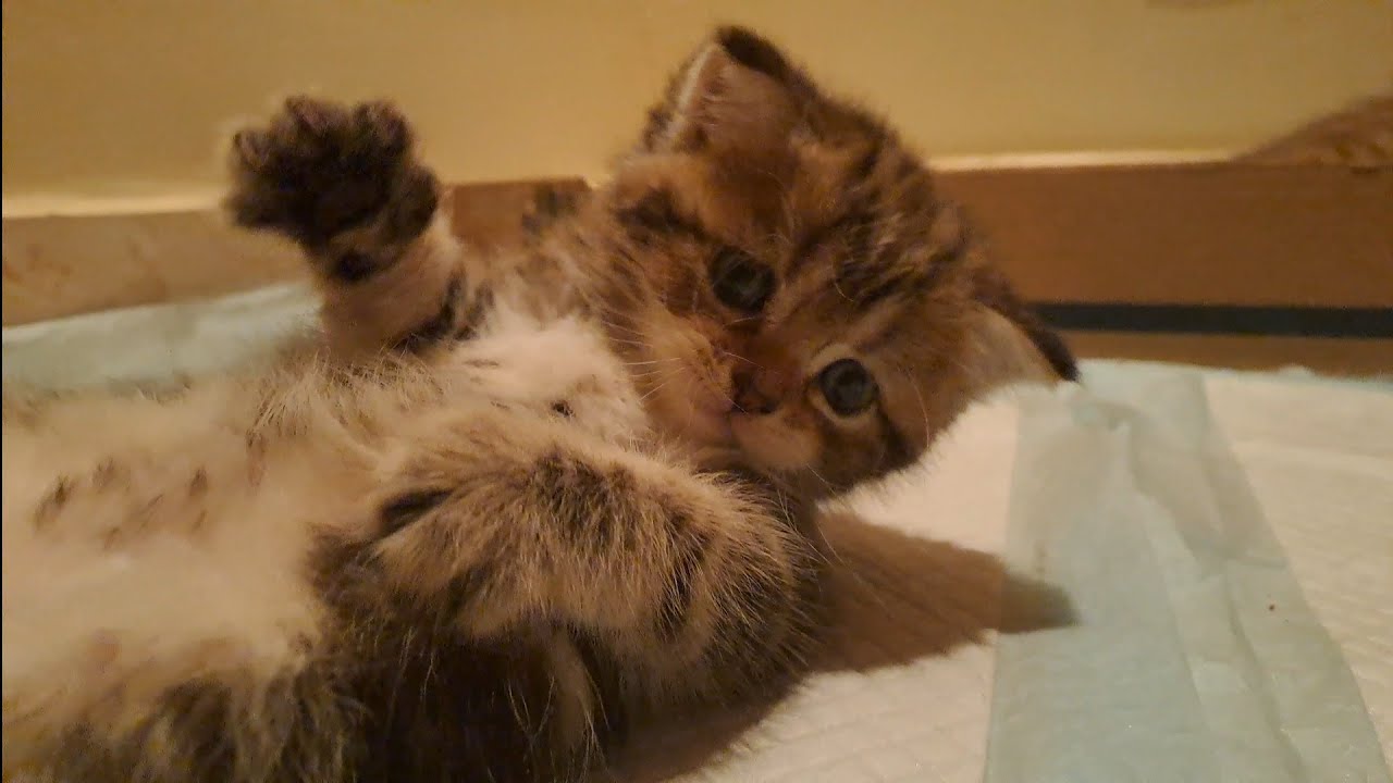 Mother Cat's Surprising Response When I Play with Her Kittens | Cat Behavior Explained