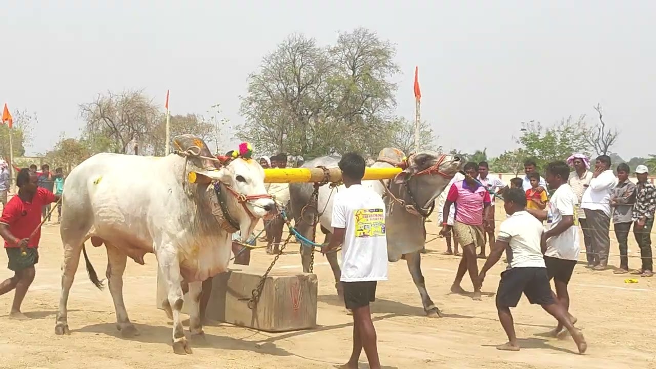 పెరవలి న్యూ క్యాటగిరి విభాగం 3rd🏆BNR మెమోరియల్ బంకుమీది దర్శక్ రెడ్డి గారు కోప్పనూరు గ్రామం వనపర్తి 