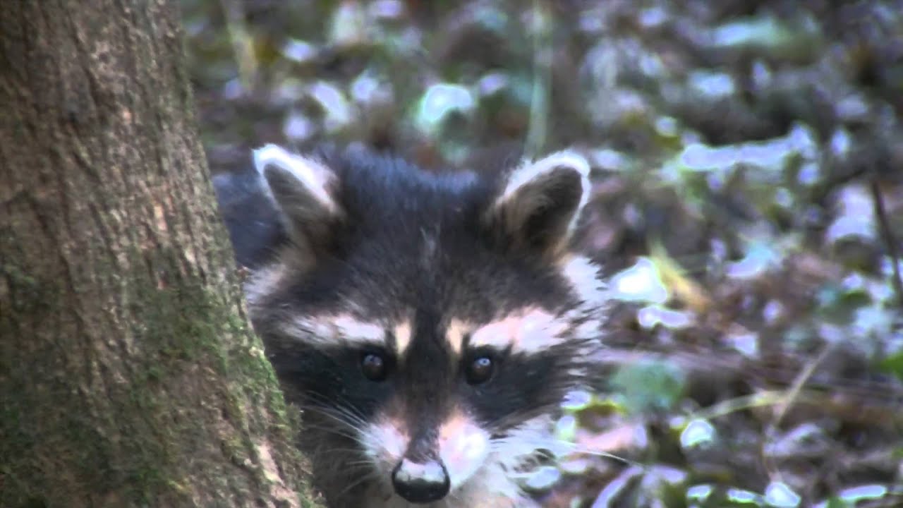 Coons from a crop damage job