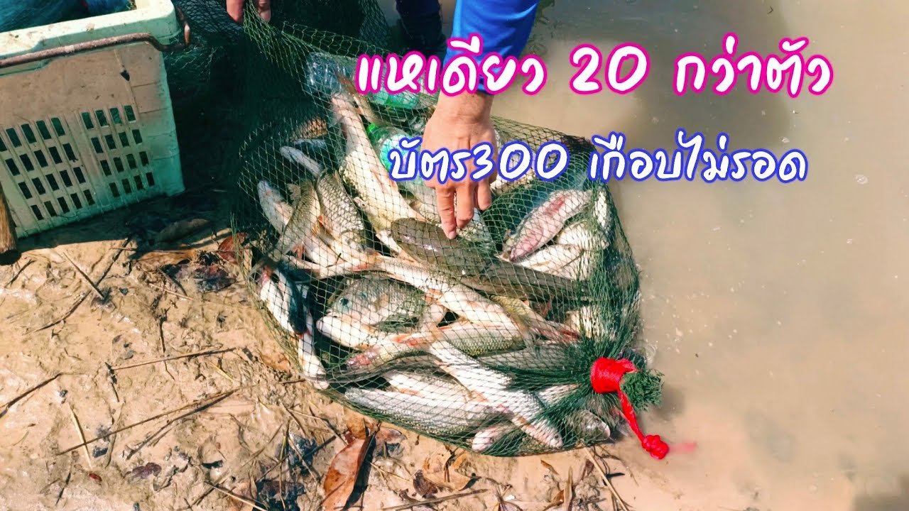 ลงแห บัตร300 บ.มีชัย อ.บ้านดุง จ.อุดร เกือบไม่รอด โดนแหนี้แหเดียวอุ่นใจเลย / ตุ้มแพรว พาเพลิน EP.761