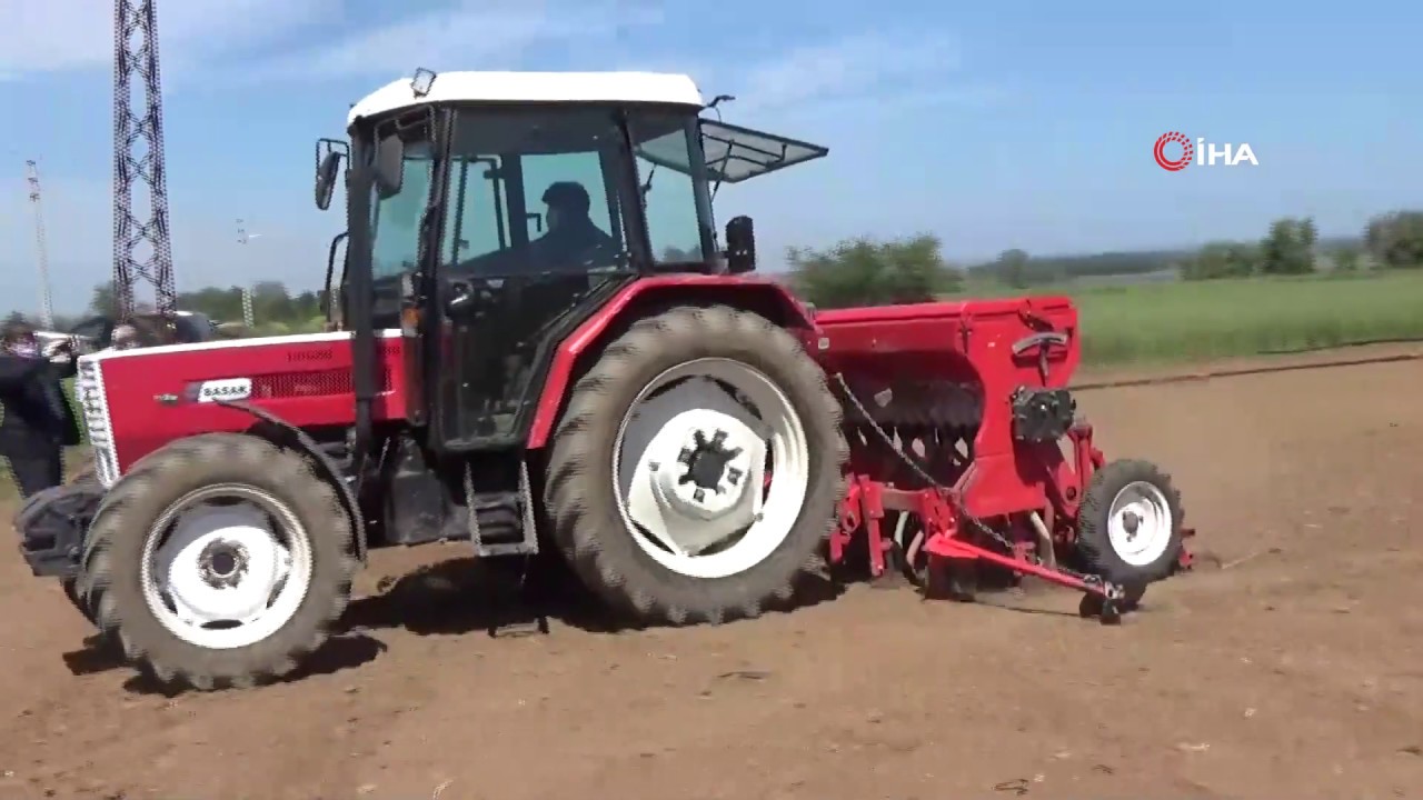 Bafra Ovası'nda Damlama Sulama Çeltik Ekimi