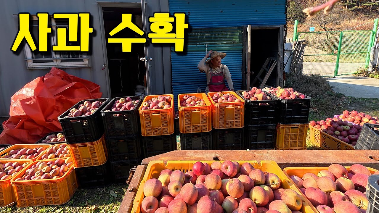 정말 맛있는 부사를 수확해서 다 팔았어요 [용감한머슴 Ep.43]