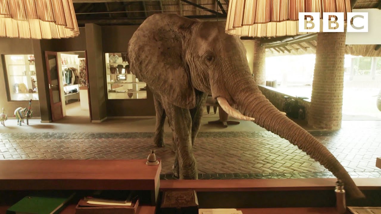 Magical hotel where WILD ELEPHANTS walk straight through reception 😍🐘 - BBC