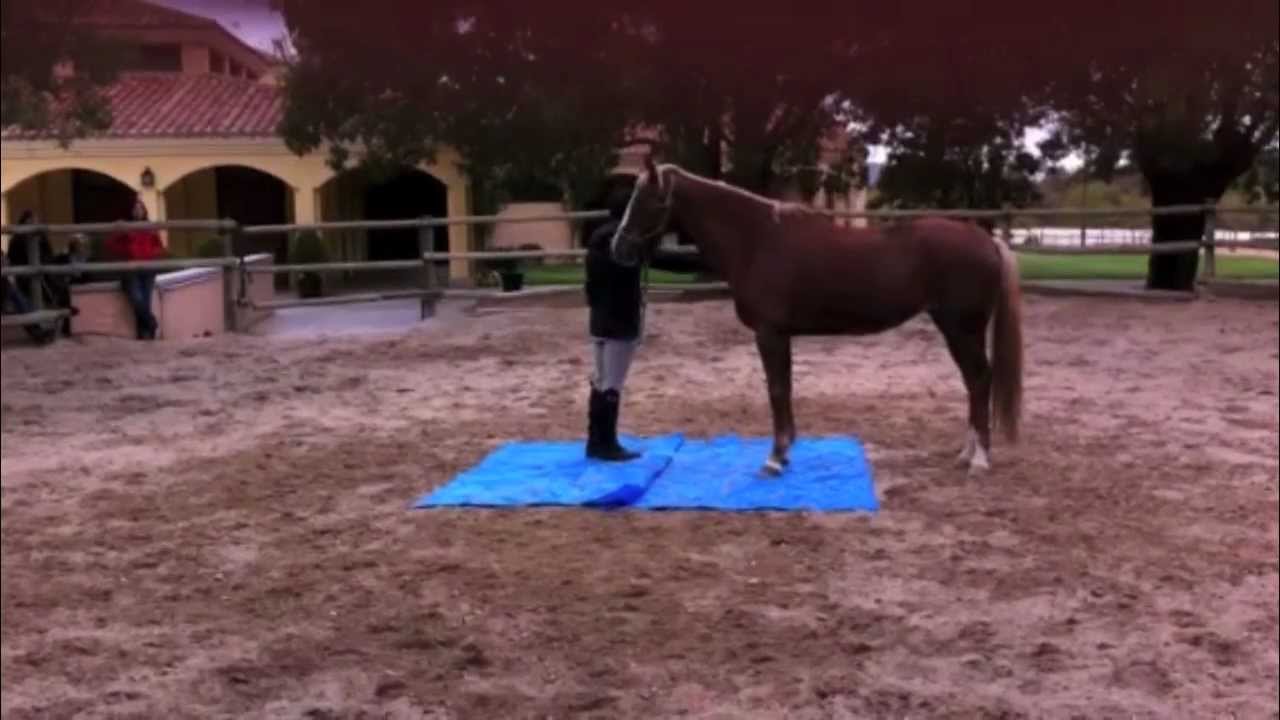 DOMA NATURAL: DAVID RUSS: LA DANZA DEL CHARCO (Conseguir un caballo sin miedo a los charcos)