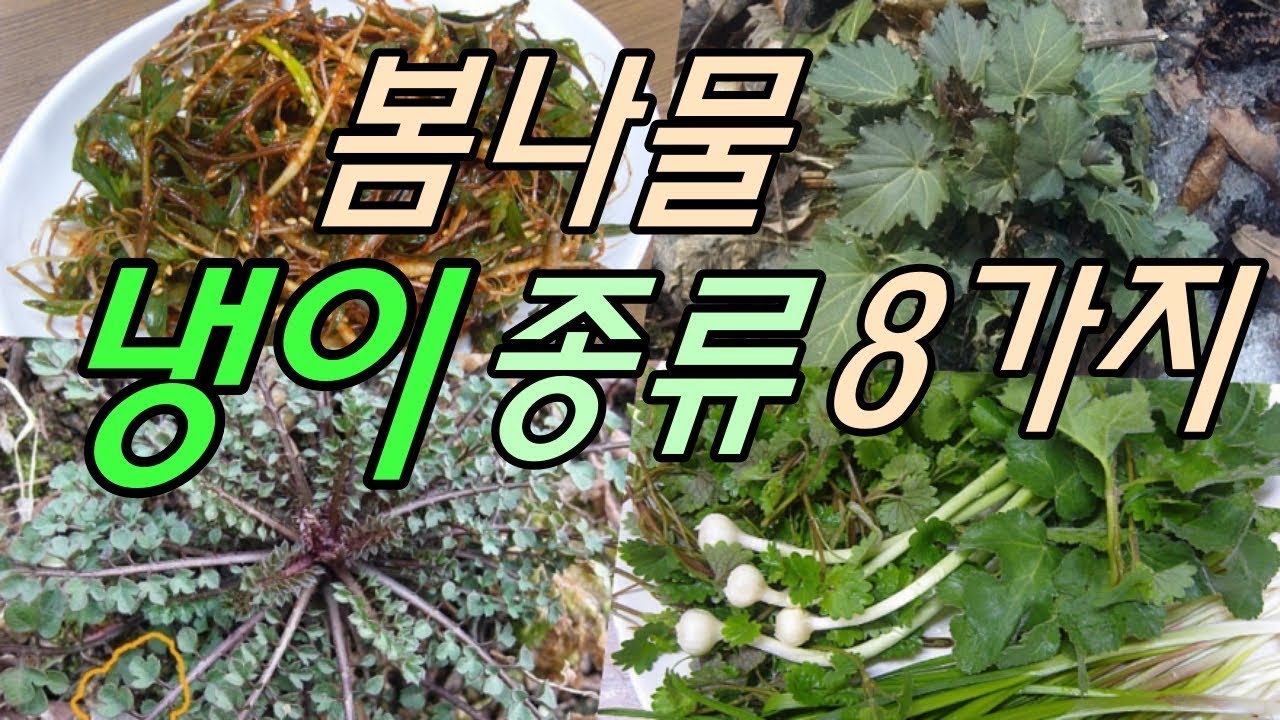 봄나물-냉이종류8가지& 비슷한 나물들
