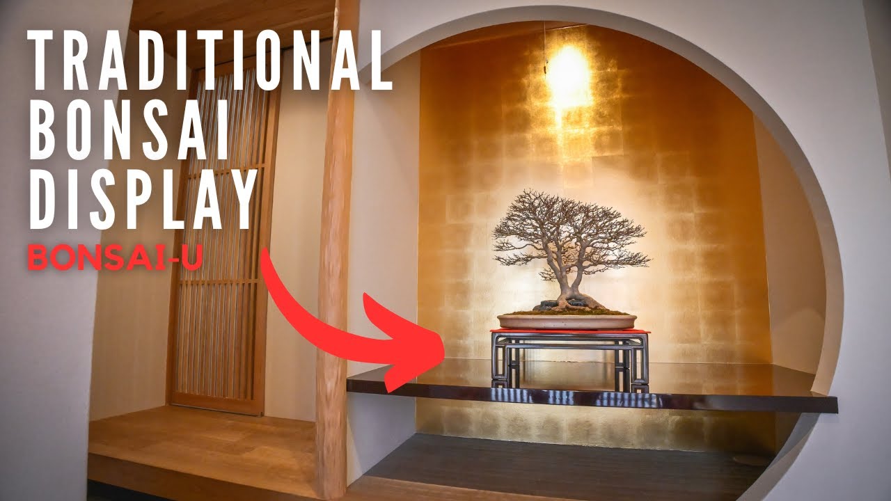 How to Make the Perfect Bonsai Display