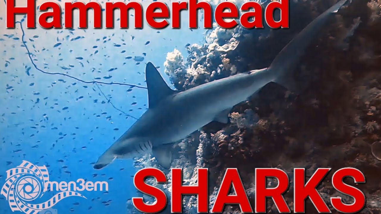 HAMMERHEAD SHARKS #4k Daedalus Reef Sharks أسماك القرش #sharkdiving #men3emM