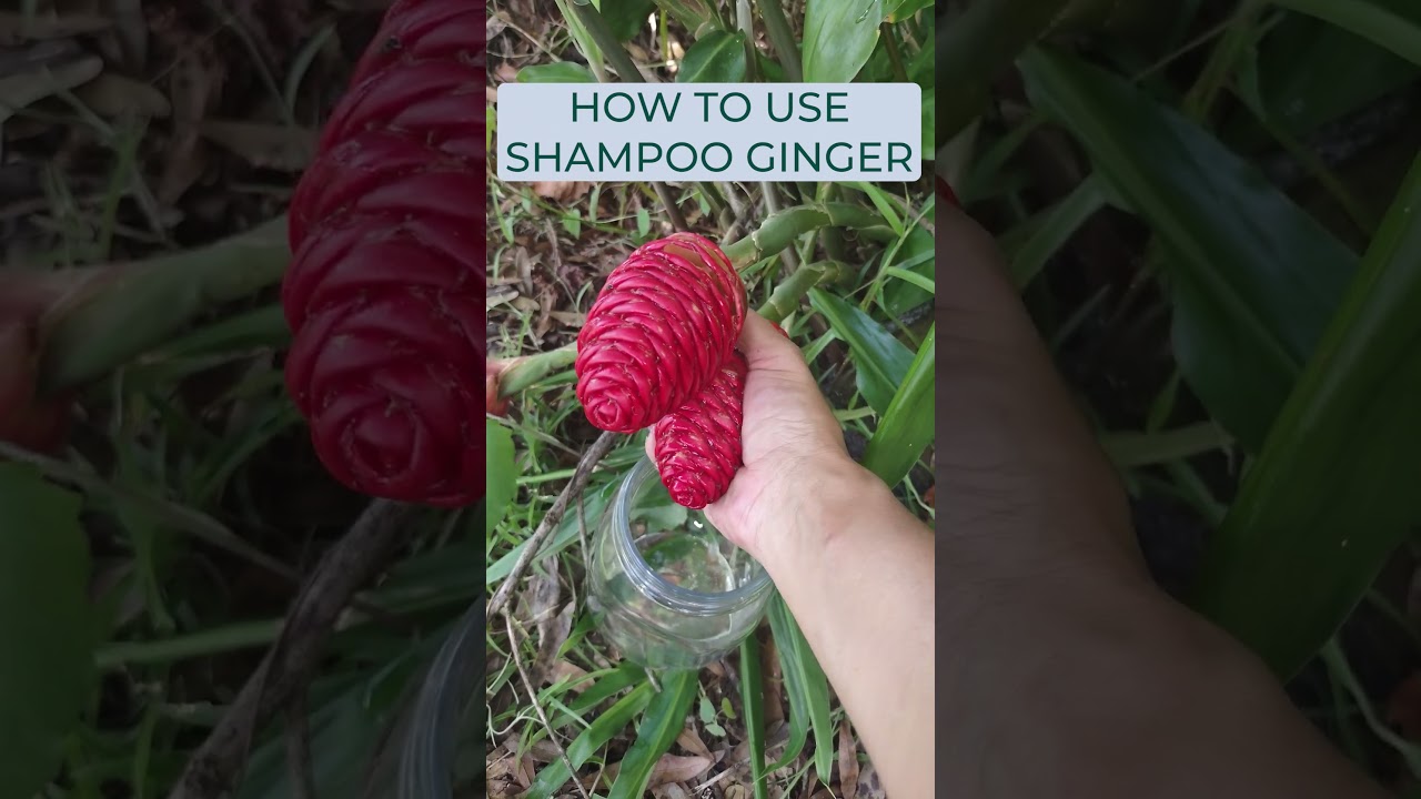 How to Use SHAMPOO GINGER #shampooginger #miniurbanfarm