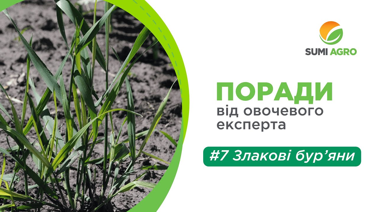Пирій та інші злакові бур’яни на овочевих культурах | Тарга Макс + Скаба
