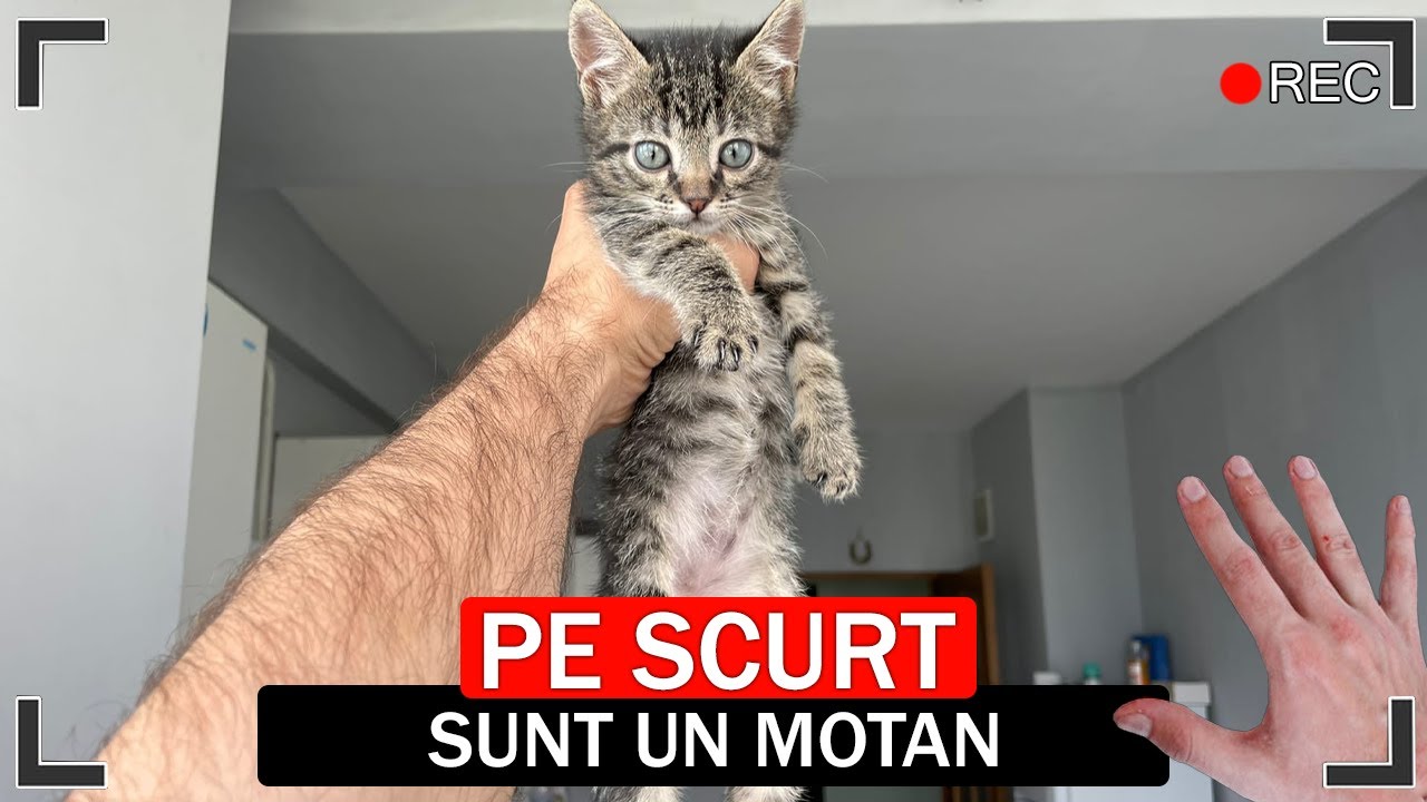 PE SCURT, SUNT UN MOTAN