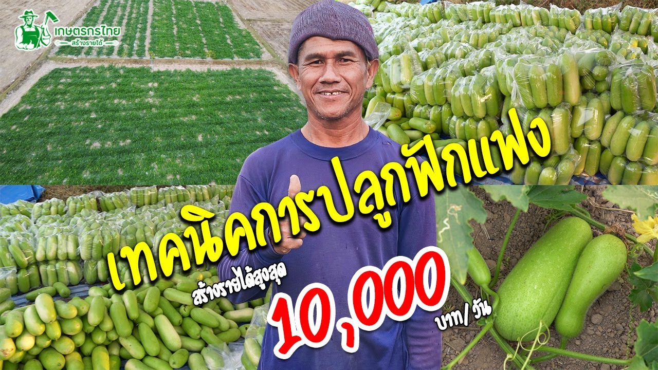 เทคนิคการปลูกฟักแฟงสร้างรายได้ สูงสุด 10,000บาท/วัน ปลูกแบบนี้มีเท่าไหร่ก็ไม่พอขาย