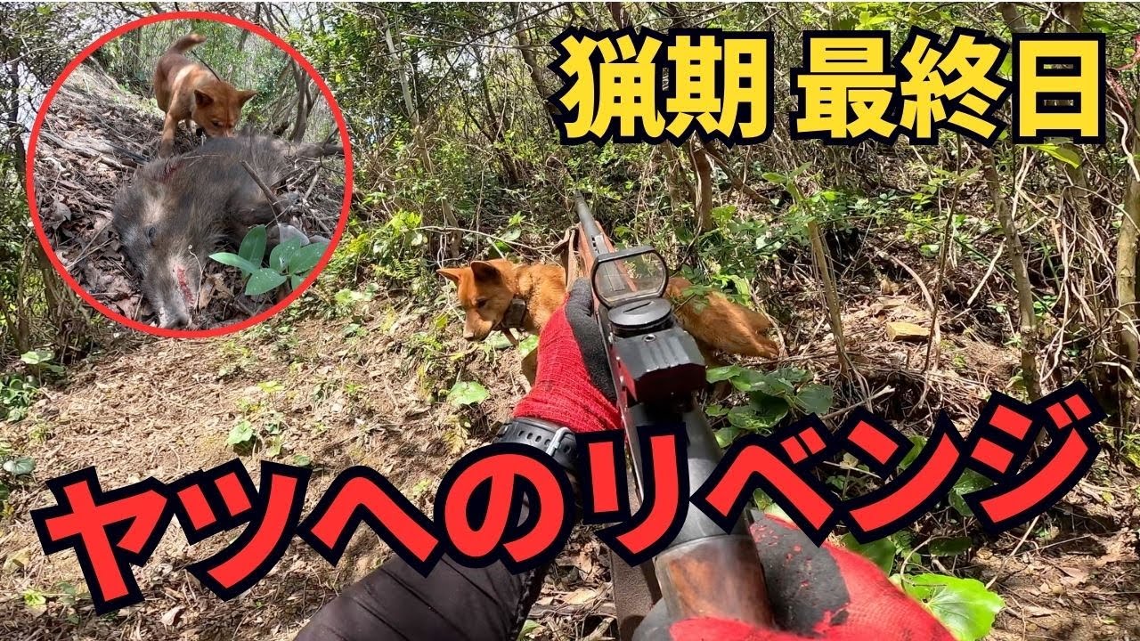 猟犬ブッチャーを恐怖に陥れたボスイノシシにリベンジを誓い、猟期間最終日に単独狩猟、一銃一狗でイノシシ捕獲！