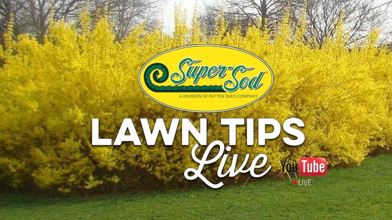 February Lawn Tips Live from Super-Sod of Lawrenceville, GA
