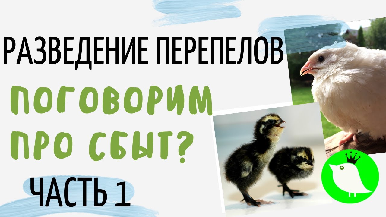 Разведение перепелов. Про сбыт. Часть 1