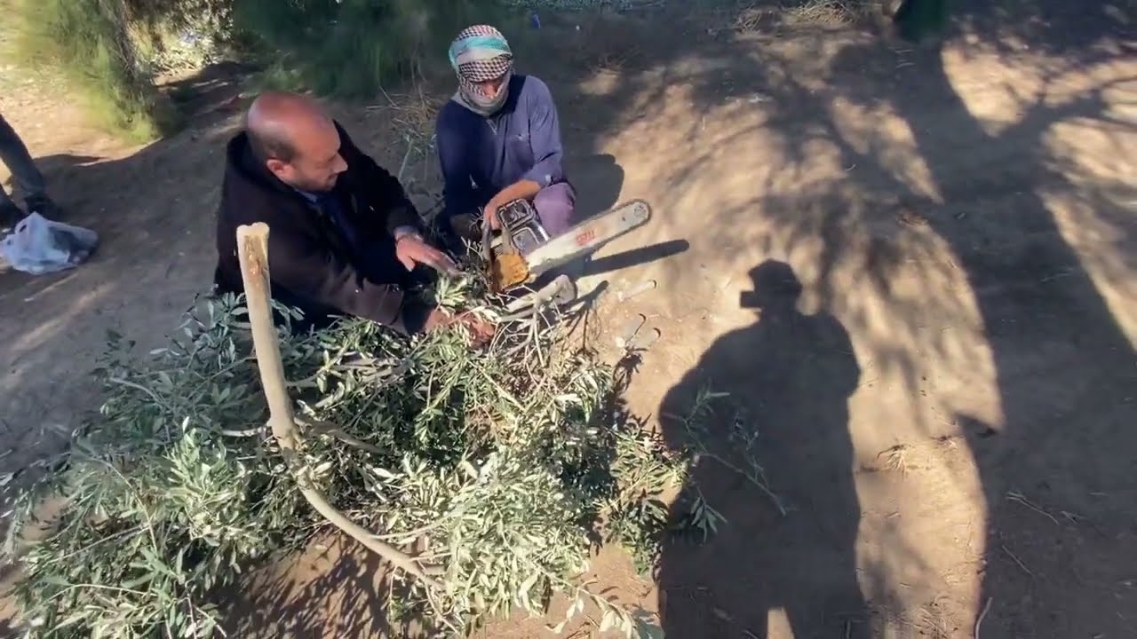 اكثار الزيتون بواسطة الاغصان الخشبية السميكة propagation Hard - Wood cutting