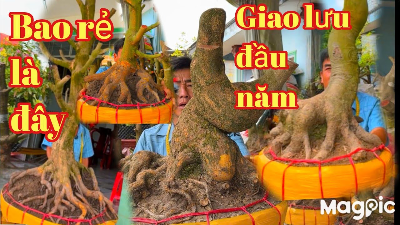 A Dũng 👉 0964009759 💥Gl Đầu năm lô Mai vàng bonsai quái giá cực rẻ tại ĐT 