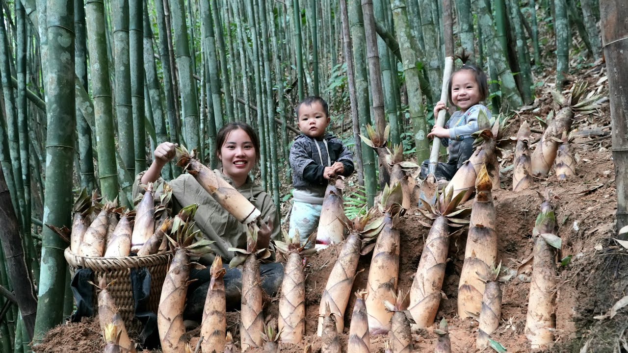 How to harvest giant bamboo shoots - bring them to the market to sell with your child