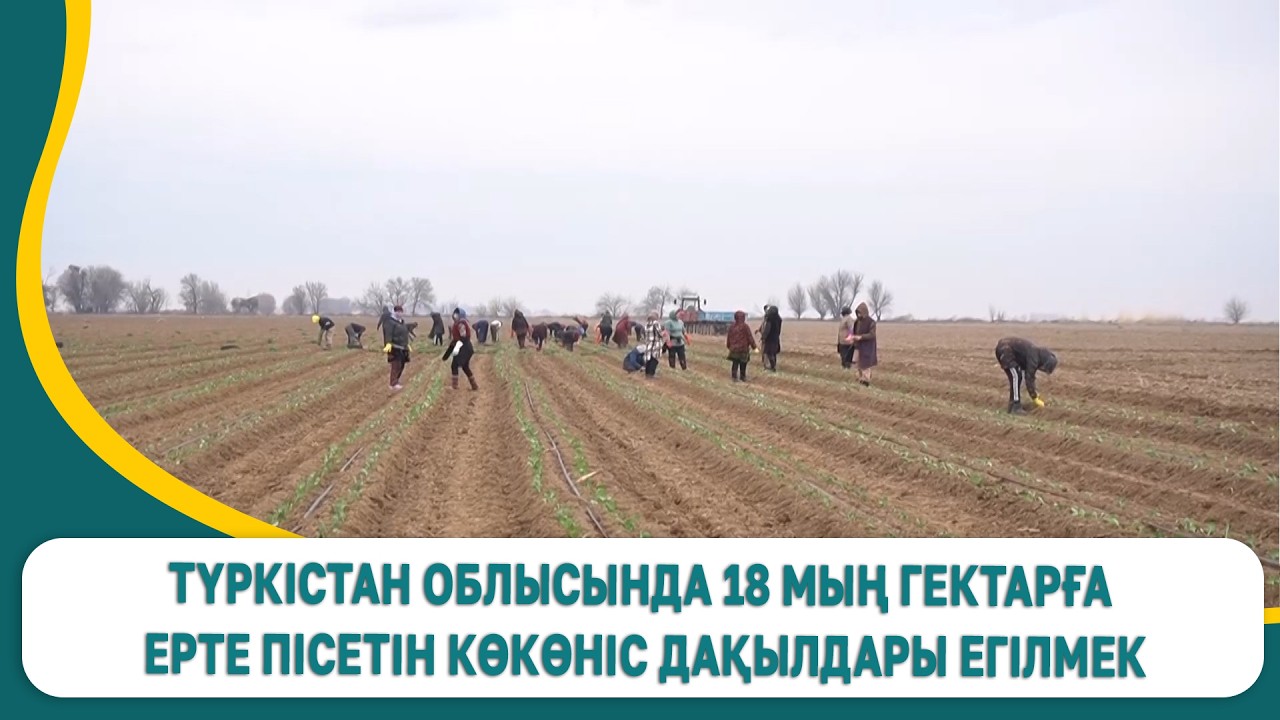Түркістан облысында 18 мың гектарға ерте пісетін көкөніс дақылдары егілмек