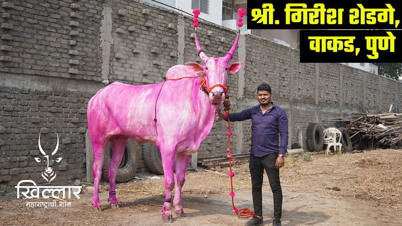 सर्वात मोठ्या मापाचा बैल । श्री गिरीष शेडगे, वाकड, पुणे | Khillar Maharashtrachi Shaan | 2021