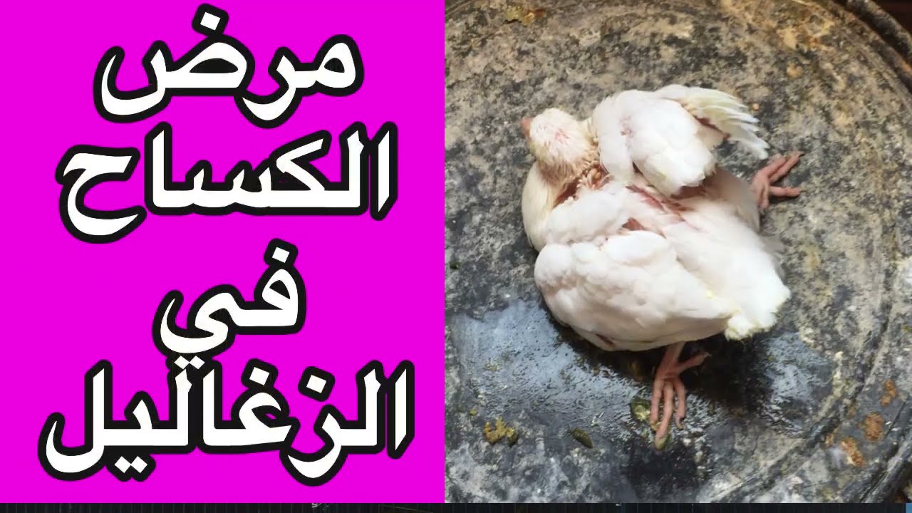 مرض الكساح في زغاليل الحمام اسبابه والوقاية منه وطرق العلاج