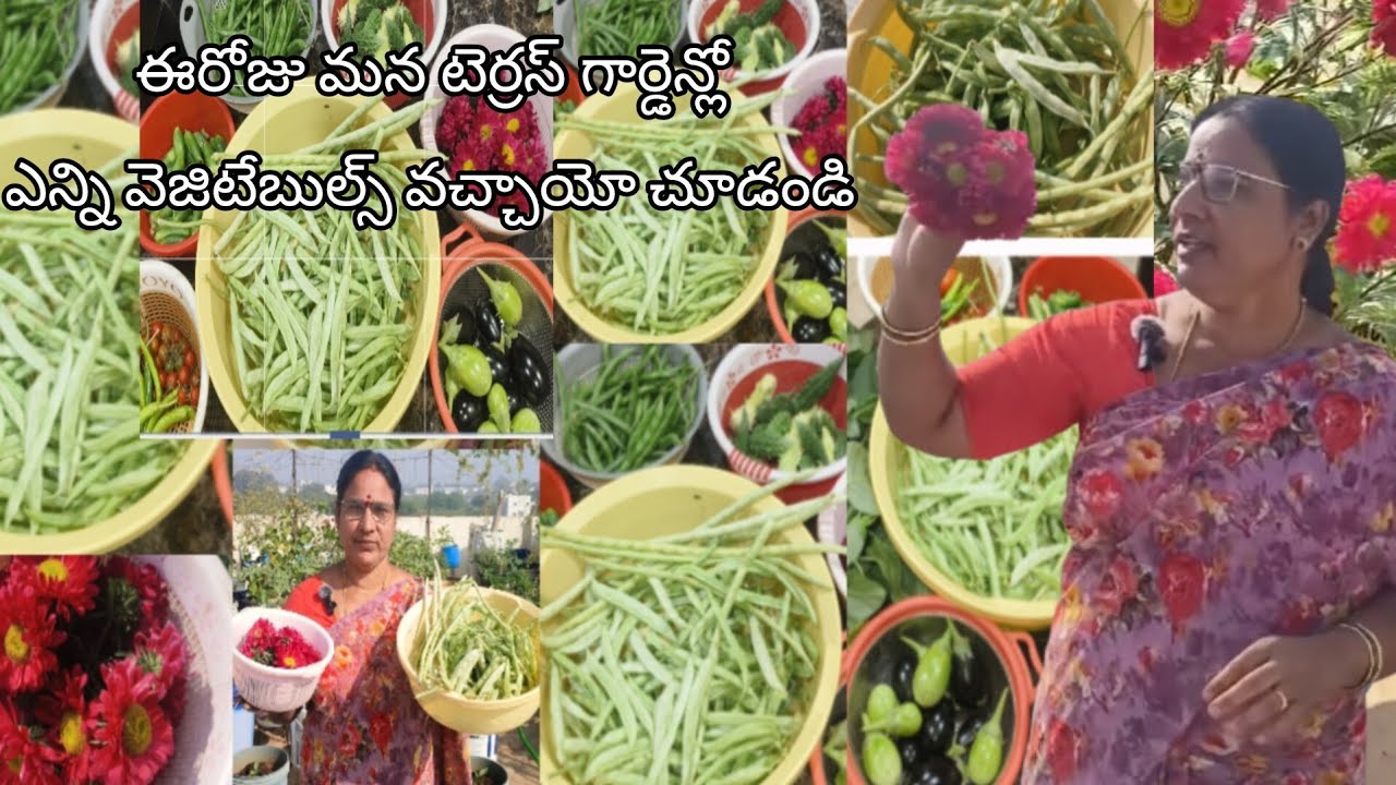 ఈరోజు మన టెర్రస్ గార్డెన్లో జంభో వైట్ లాంగ్ చిక్కుడు ఇంకా చాలా వెరైటీస్ 