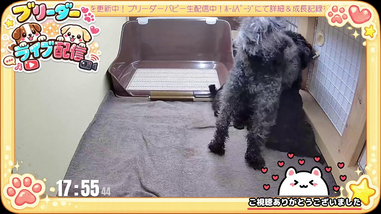 【成長 生配信】トイプードル 子犬 38日齢 【2026/3/3】