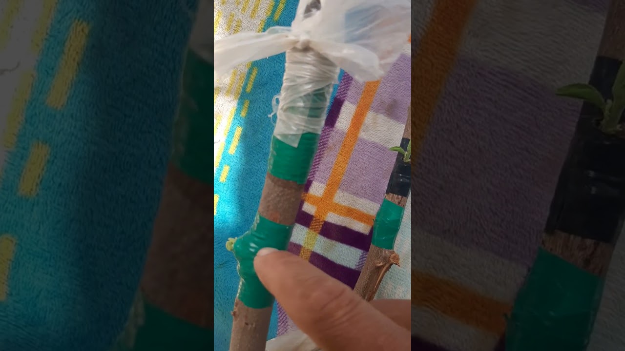 تطعيم أشجار السدر بسدرة العرموطي وبسدرة البيتنجاني الجزء الثاني