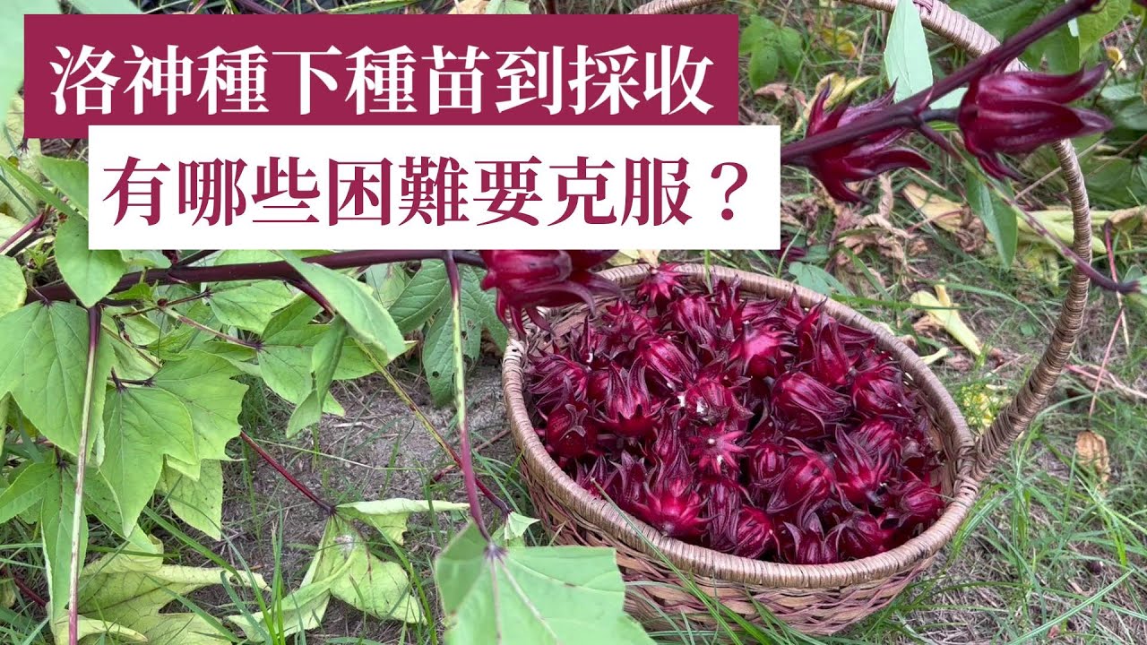 洛神種下種苗到收成，完整種植教學 | 阿星種植