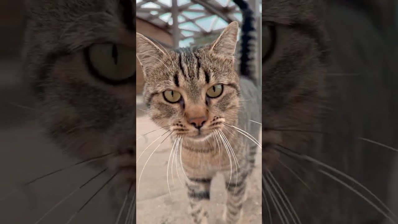 Funny Cute Cats You Can’t Stop Watching 🐾😹#cat#catlovers #viralvideo 