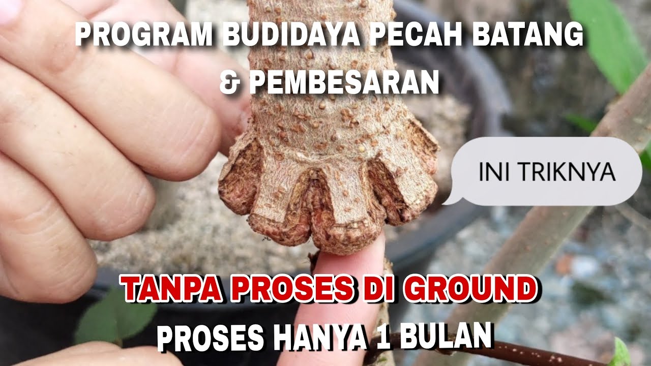Cara Budidaya Waru Pecah Batang & Program Pembesaran Batang Tanpa Harus Proses Di Lahan Ground