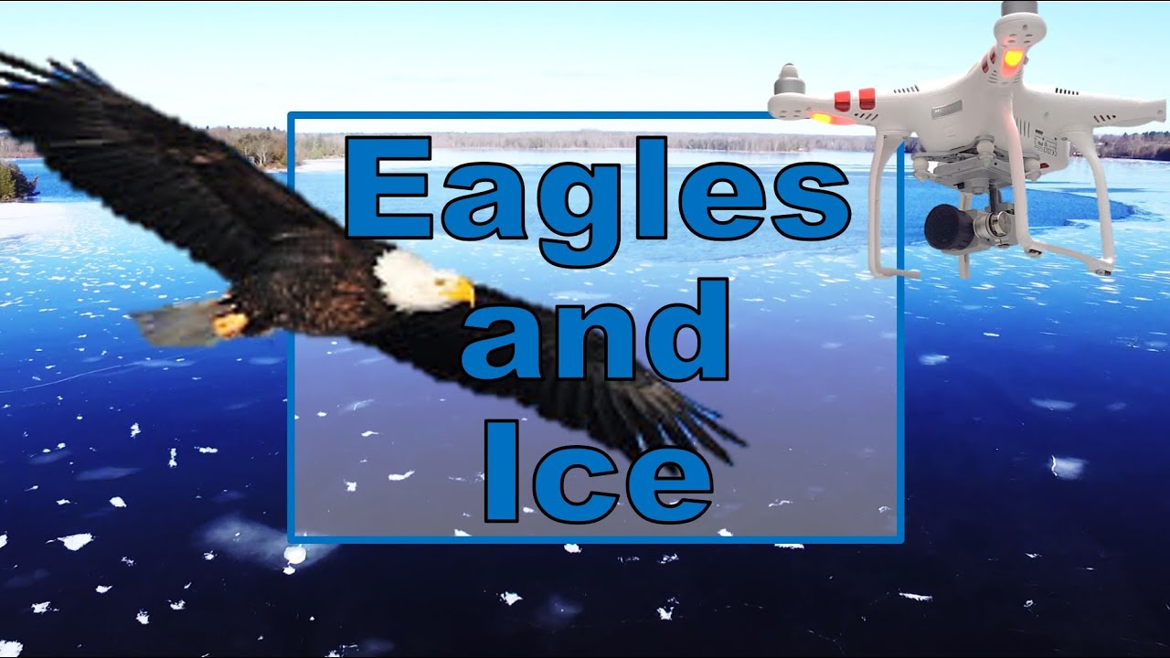 Bald Eagles soaring over the ice #beaverlake #stonemills #erinsville #dondroneson #winter2018