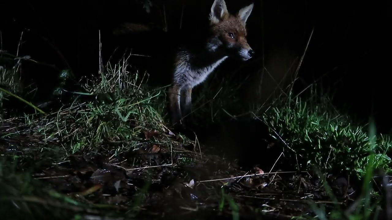 Close up 4 : Tippy and Sam tuck in to their evening snack